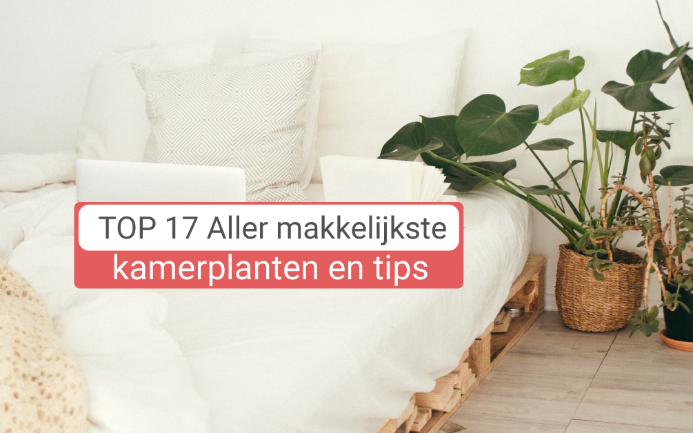 Beste 17 Makkelijkste en populairste woonkamerplanten